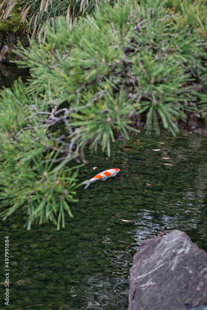 松の木と錦鯉 松の木と錦鯉
