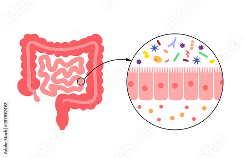Human gut microbiota