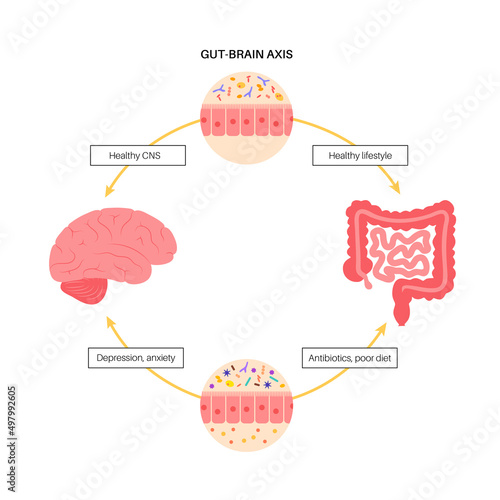 Gut brain connection