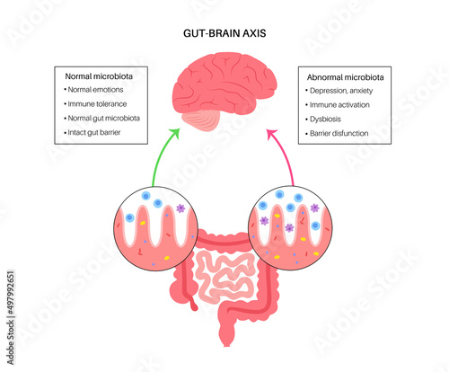 Gut brain connection