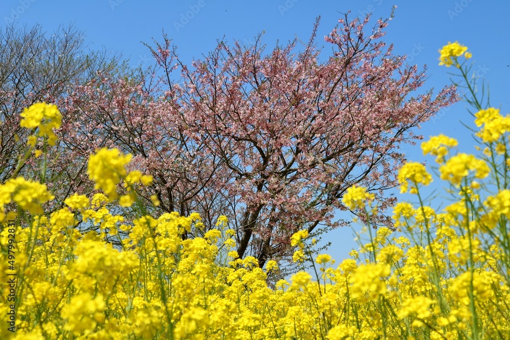 堤防に咲く桜と菜の花　渡良瀬の春　風景