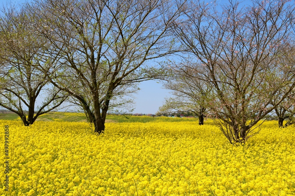 堤防に咲く黄色い菜の花群　春の渡良瀬　風景