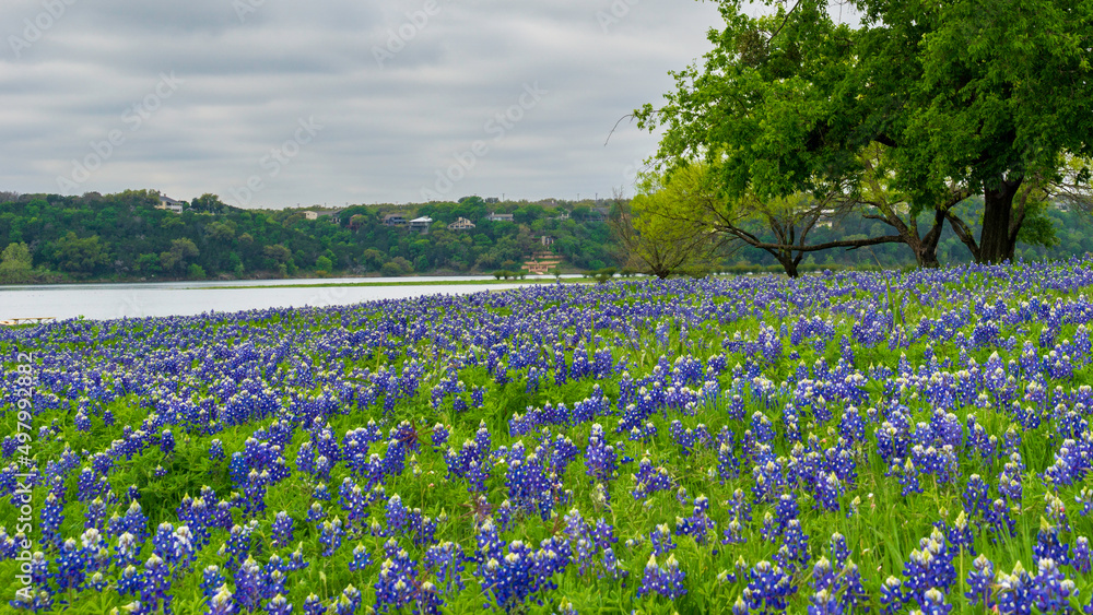 Fototapeta premium Texas Bluebonnet Wildflowers in the Spring