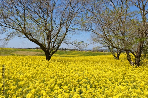 堤防に咲く黄色い菜の花群 春の渡良瀬 風景