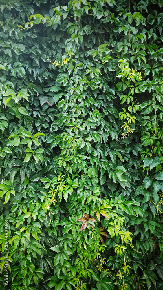 A large shrub of small ivy leaves in a green colors under the sun's rays in the garden outdoors