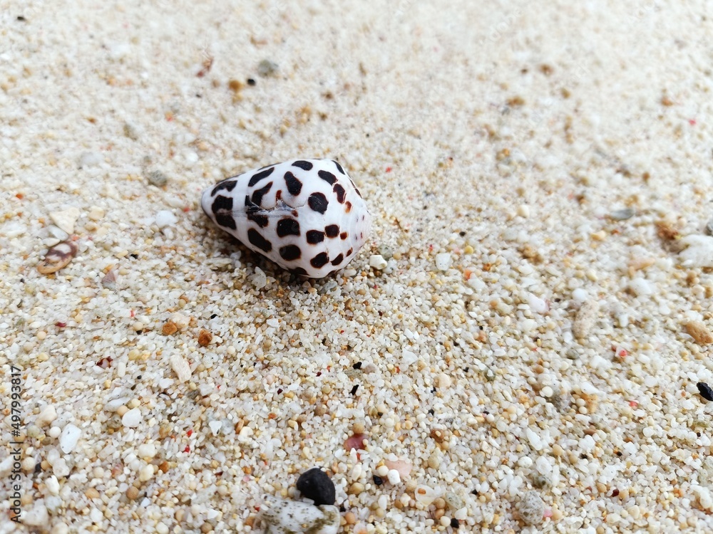Closeup of a tiny spotted seashell on coarse sandy beach in Bali Indonesia