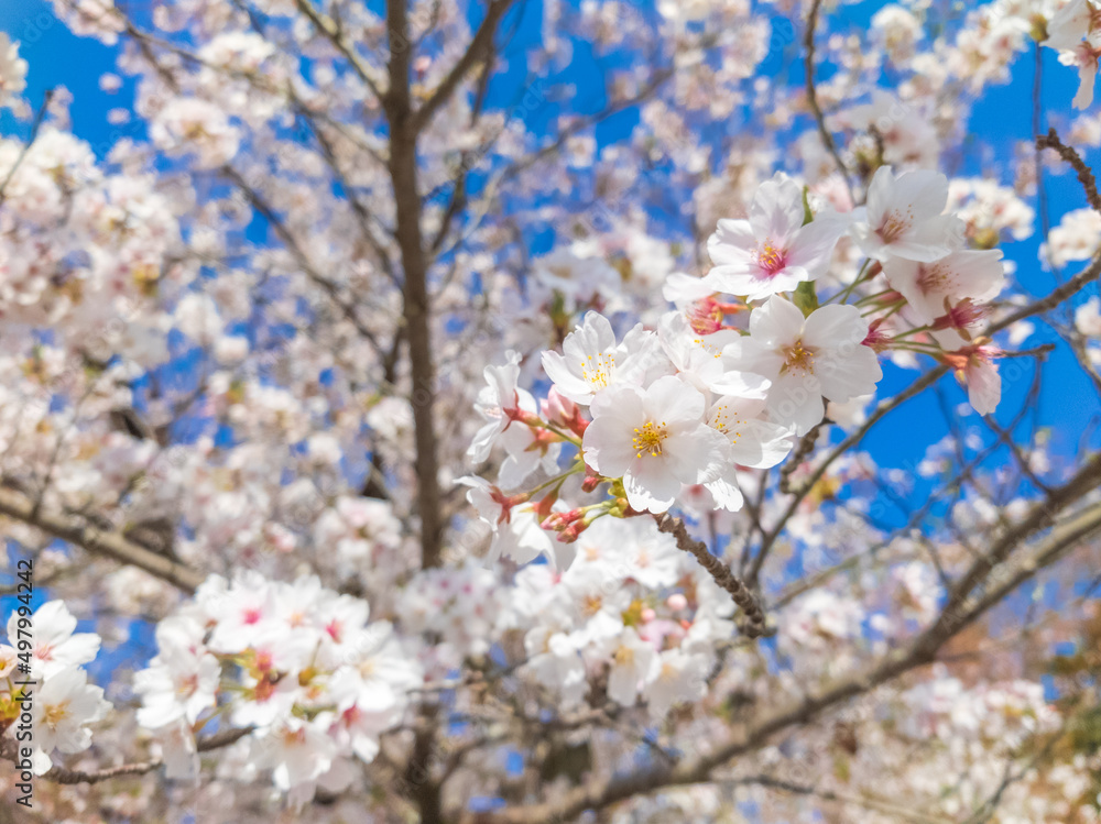Japanese cherry tree blossom and blue sky Japanese cherry tree blossom and blue sky