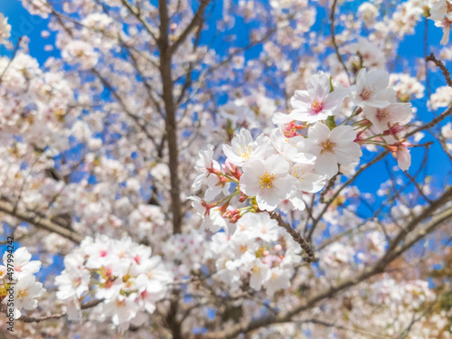 Japanese cherry tree blossom and blue sky