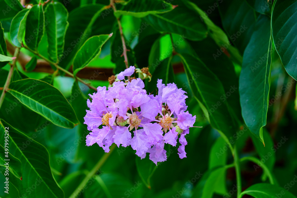 Purple lagerstroemia hybrid flower blooming on tree branch