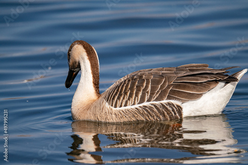 When winter comes, geese forage freely, swim and fly in groups in the river.