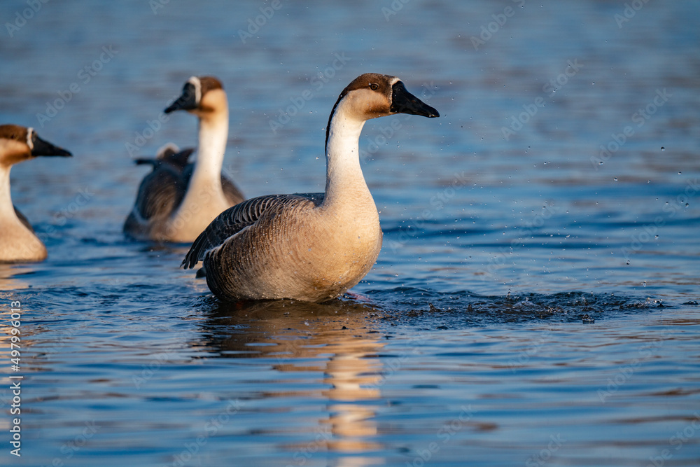 When winter comes, geese forage freely, swim and fly in groups in the river. When winter comes, geese forage freely, swim and fly in groups in the river.