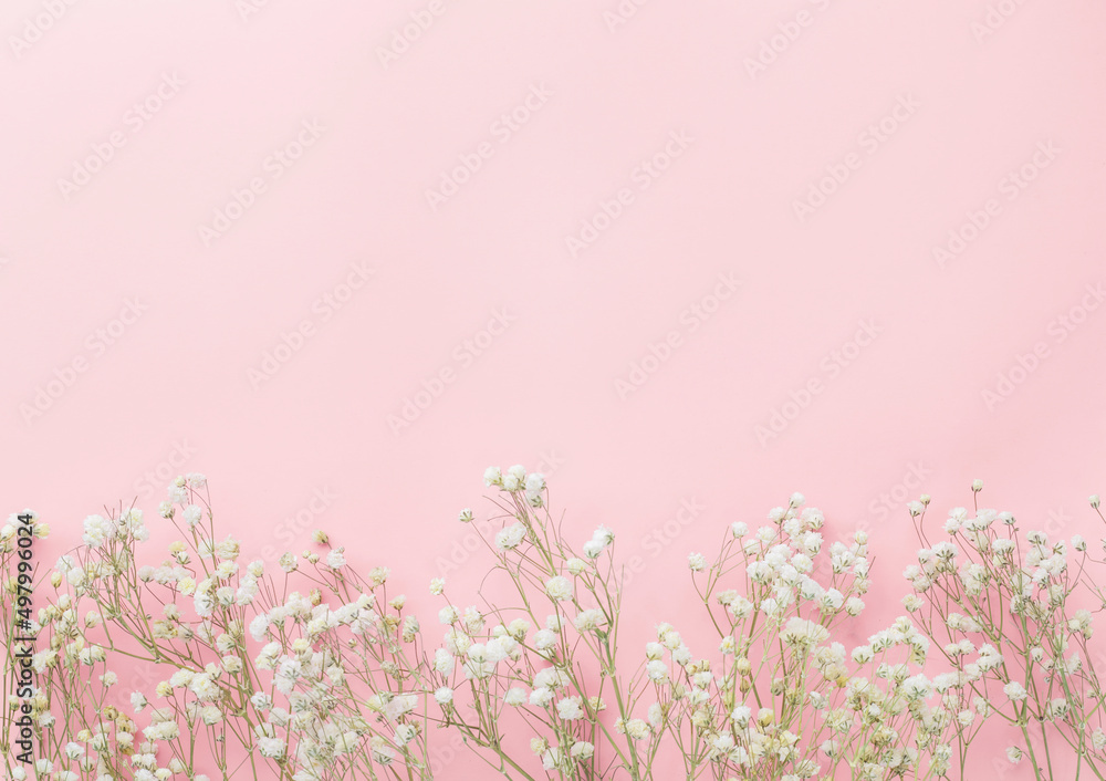 Gypsophila flowers on pink pastel background, Minimalism, Spring flower blosssom concept, Flat lay, top view, copy space