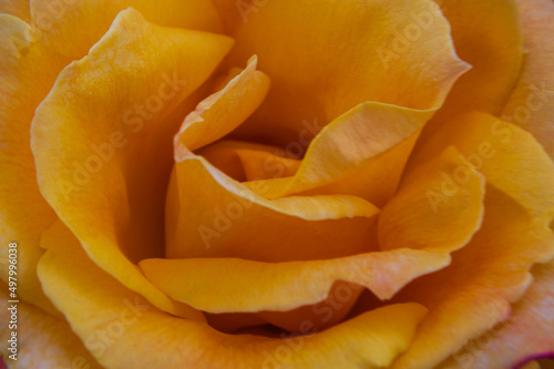 Close-up of the rose flower