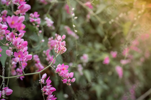 Pink flowers creeping up along the walls with a delicate fragrance. can grow naturally