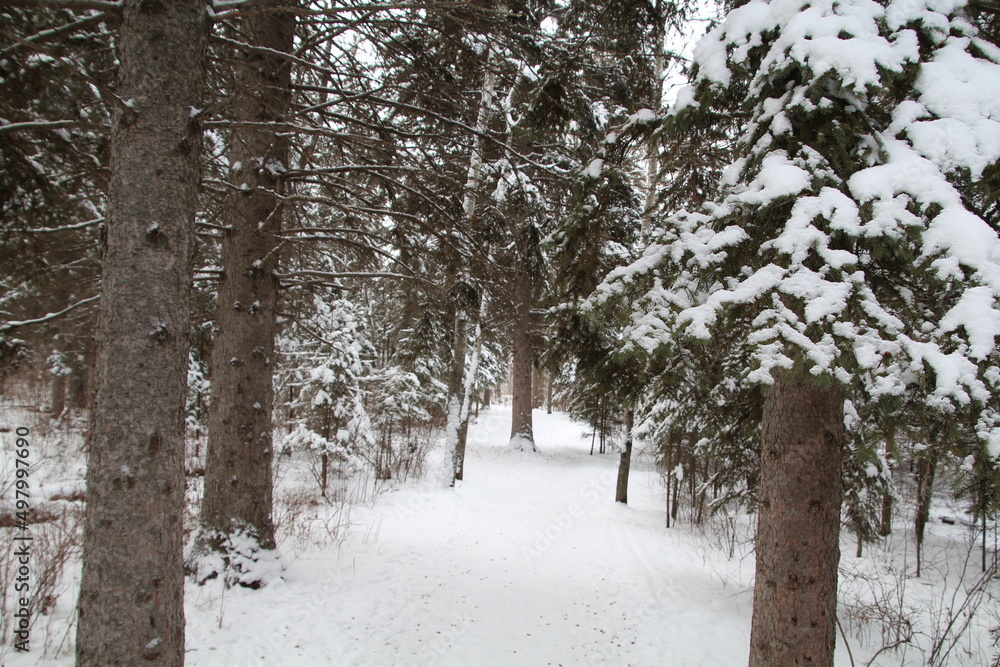 winter in the forest winter in the forest
