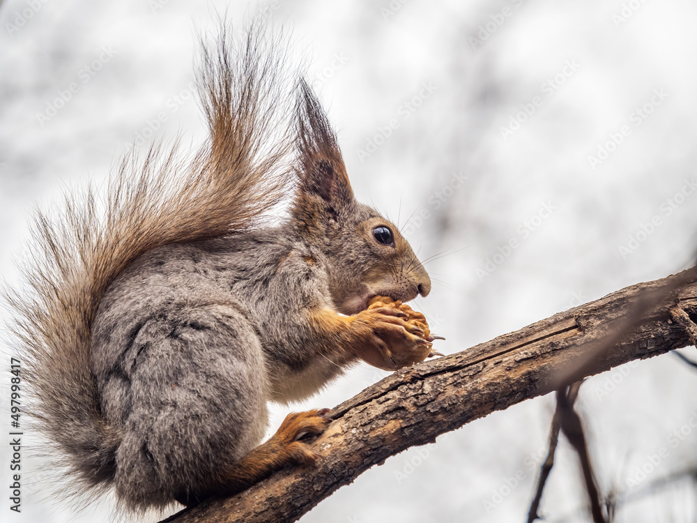 Fototapeta premium The squirrel with nut sits on a branches in the spring or summer.