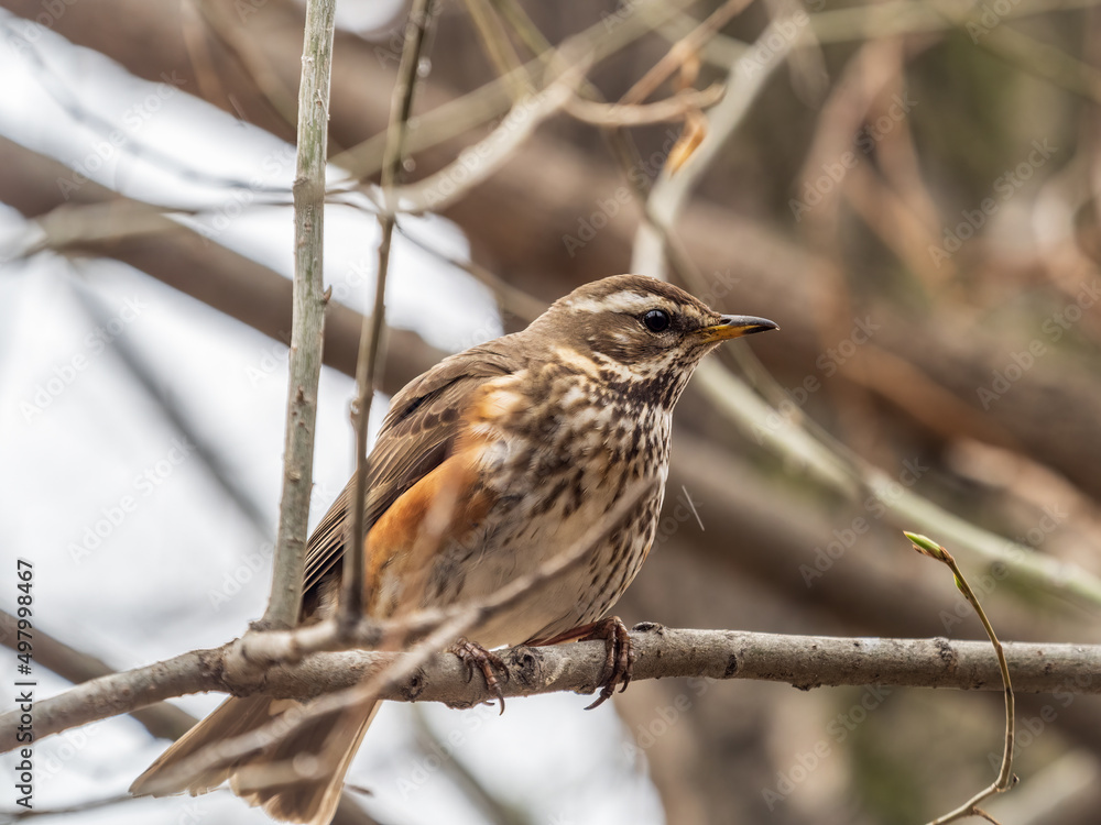 Wood bird Redwing, Turdus iliacus, sits on tree branch Wood bird Redwing, Turdus iliacus, sits on tree branch