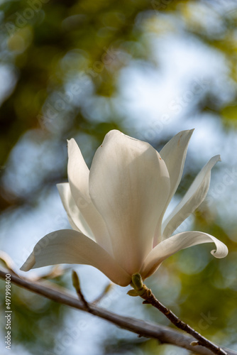 Full blooming of Yulan magnolia (Magnolia heptapeta) in Japan in April photo