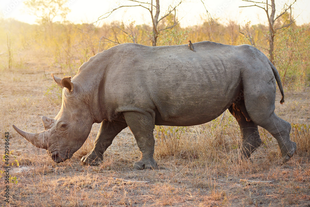 Fototapeta premium Strutting his stuff. Full length shot of a rhinoceros in the wild.