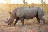Strutting his stuff. Full length shot of a rhinoceros in the wild.