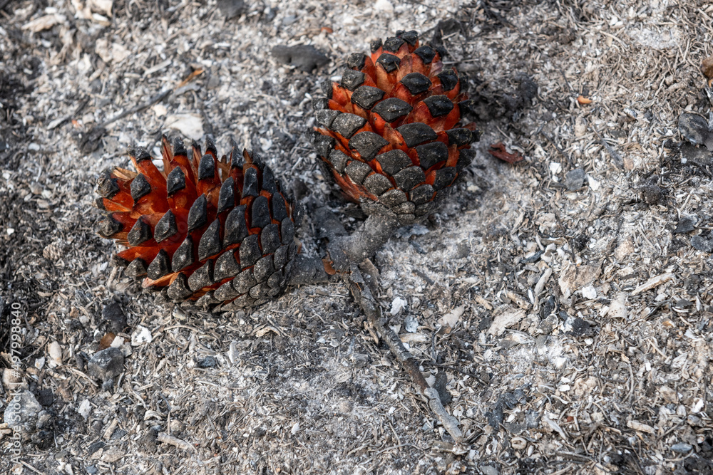 Burnt and blackened pine cones on the forest floor following the Jerusalem Hills wildfire of August, 2021 which consumed 6,200 acres in the Judean Mountains near the Israeli capital. Burnt and blackened pine cones on the forest floor following the Jerusalem Hills wildfire of August, 2021 which consumed 6,200 acres in the Judean Mountains near the Israeli capital.