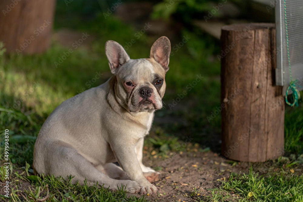 white french bulldog girl with silky fur sits in garden