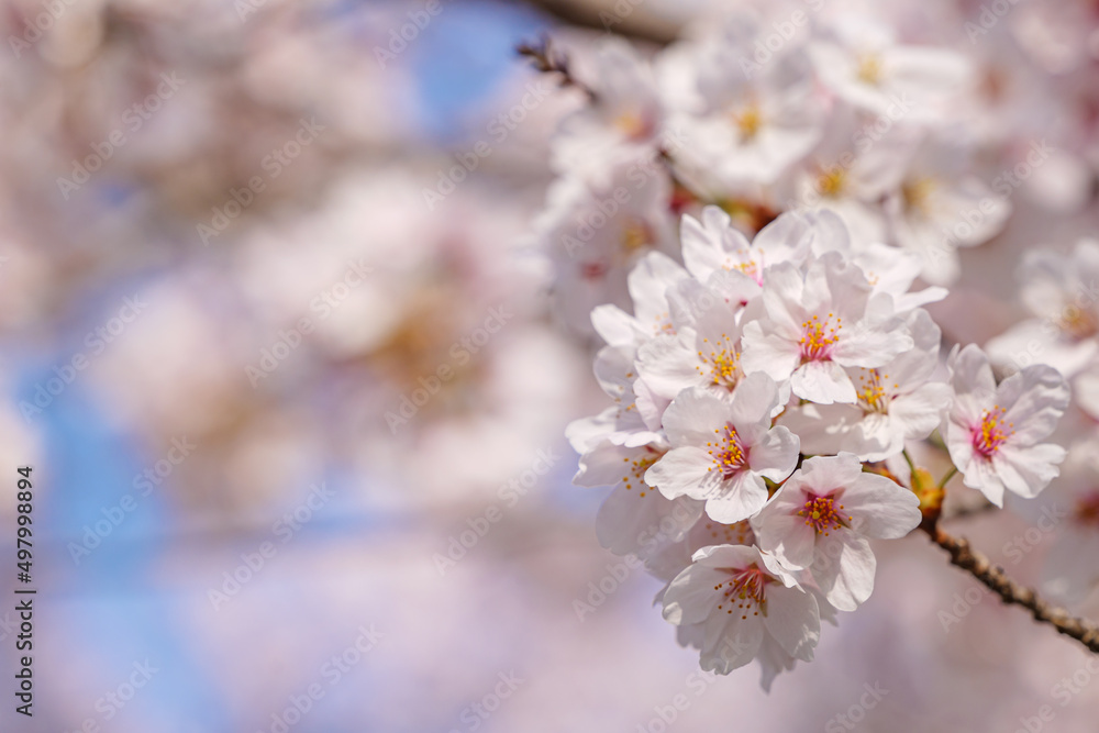 beautiful branches of pink Cherry blossoms on the tree under blue sky, Beautiful Sakura flowers during spring season in the park, beautiful branches of pink Cherry blossoms on the tree under blue sky, Beautiful Sakura flowers during spring season in the park,