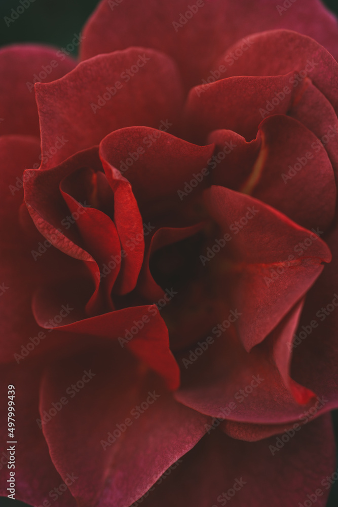 Close-up view of a red rose Close-up view of a red rose