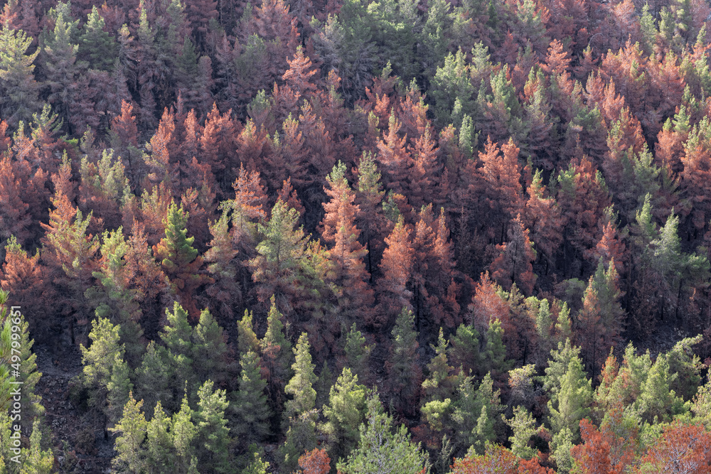 Brown, dying evergreen trees caught in the path of the Jerusalem Hills wildfire of August, 2021 which consumed 6,200 acres near the Israeli capital.