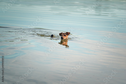 Beautiful thoroughbred Jack Russell Terrier and playing in the lake.