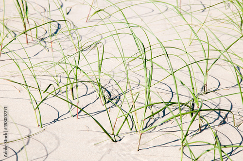 grass in the wind