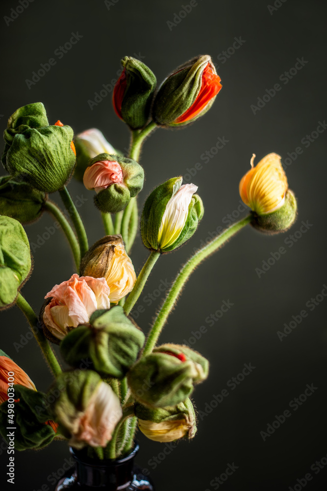 Mohnblumen in Blumenstrauß, Islandmohn in Blumenvase, dark mood