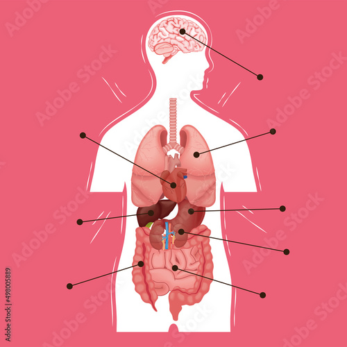 human body internal part