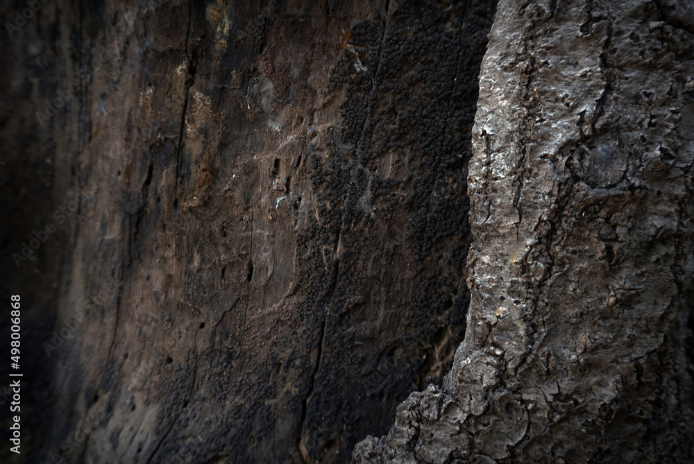 The texture of the old wood with a beautiful pattern The texture of the old wood with a beautiful pattern