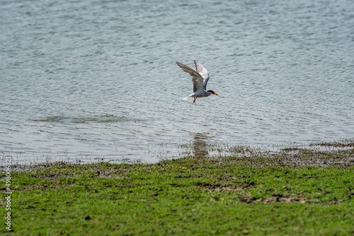 River tern or Sterna aurantia bird flying or hovering over river water with full wingspan for fishing in wildlife safari at forest of central india