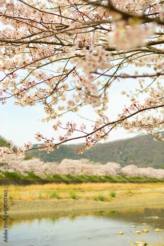 田舎の桜 淡い風景