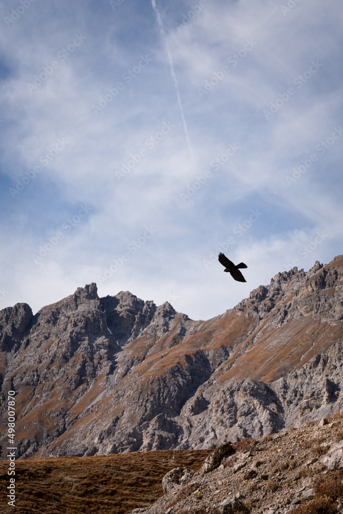 Vogel über Berggrat