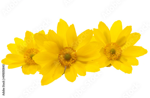 Obraz na płótnie adonis flower isolated