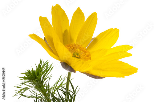 Obraz na płótnie adonis flower isolated