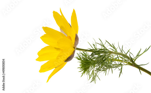 Naklejka adonis flower isolated