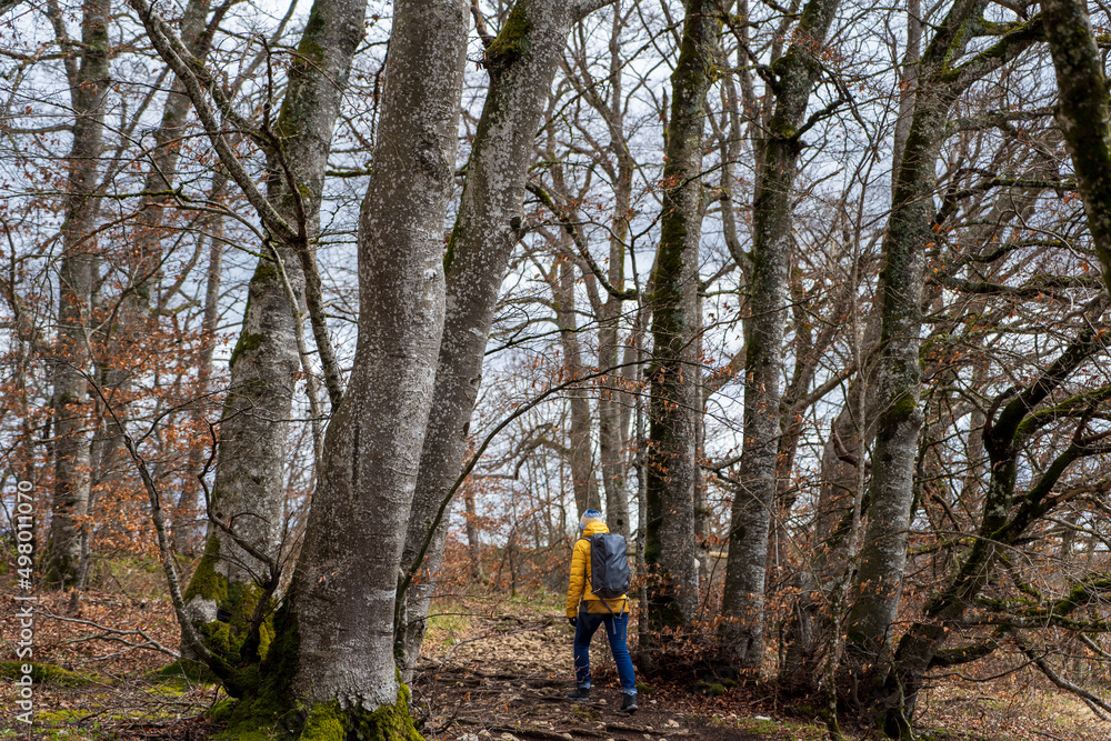 Fototapeta premium Wandern im Donautal 
