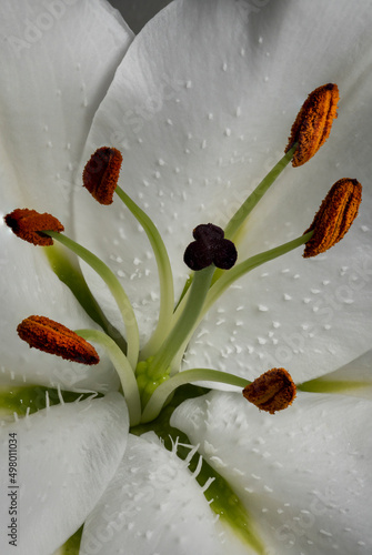 the innermost of a lily flower