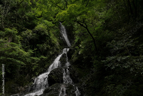 新緑の森の中の滝 