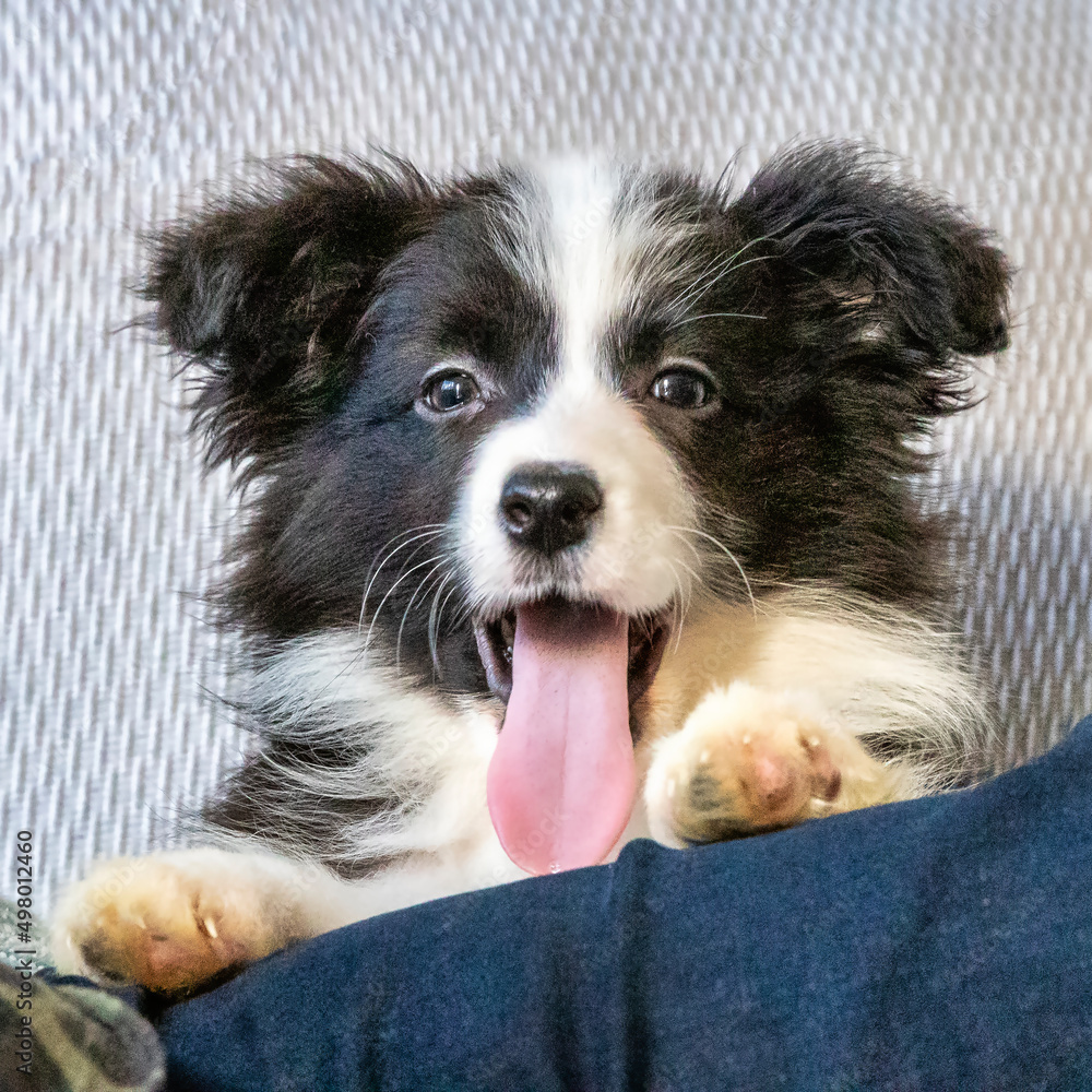 border collie puppy