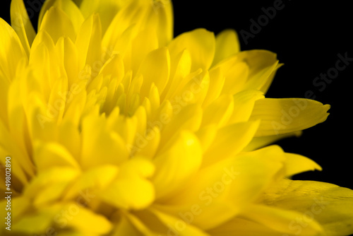 Close-up yellow flower on black background  .There are have yellow color petals.