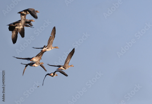 geese flock against the sky freedom wildlife birds