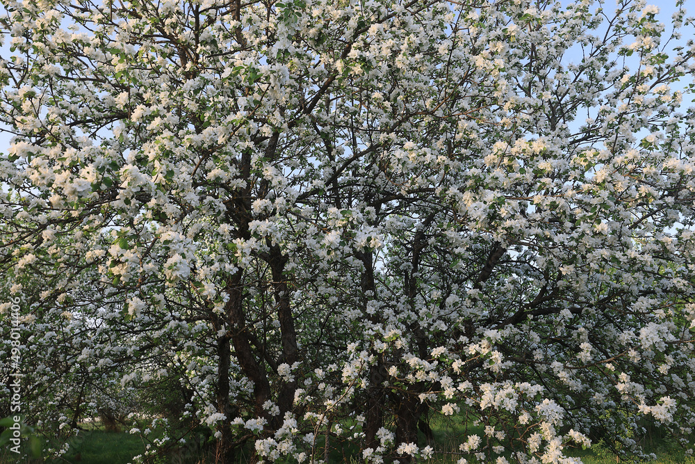 blooming apple orchard spring background branches trees flowers nature blooming apple orchard spring background branches trees flowers nature