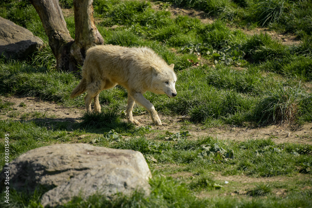 view of an arctic wolf in a park view of an arctic wolf in a park