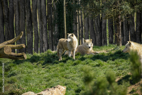 view of an arctic wolf in a park