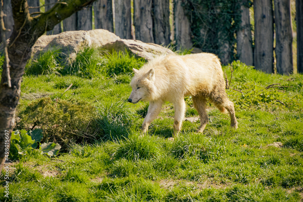 view of an arctic wolf in a park view of an arctic wolf in a park
